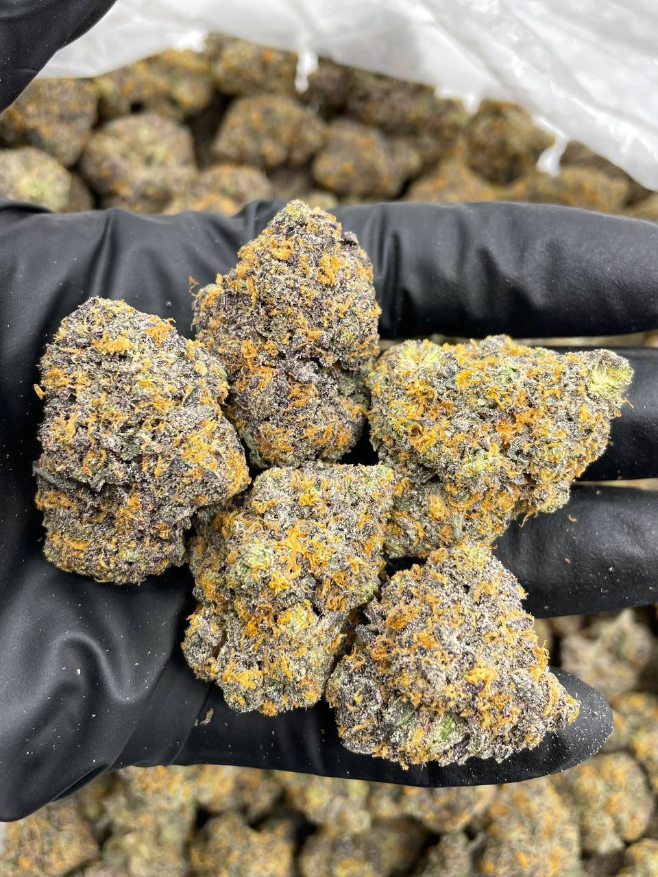 Bubblegum S'mores (I)