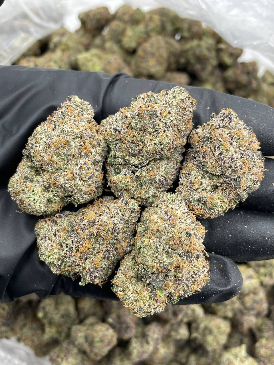 Pink Mimosa (S)