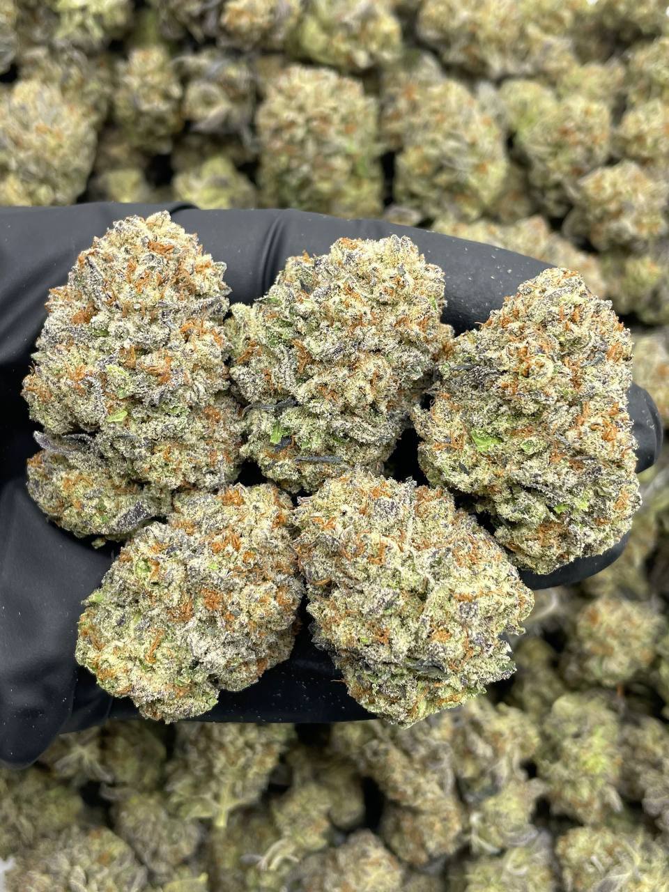 Blackberry Kush Mint (I)