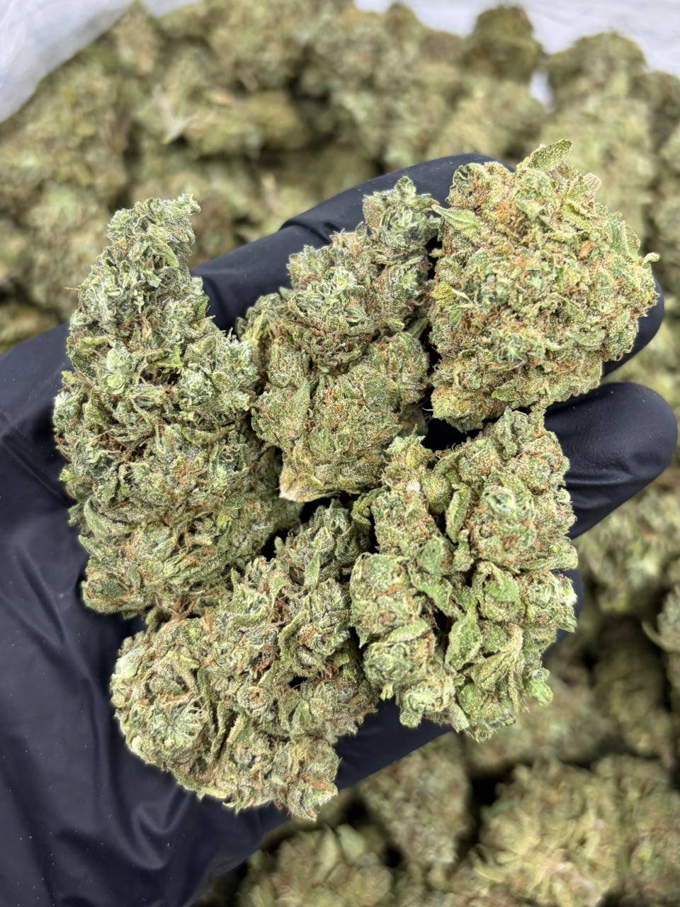 Galactic Green Kush (I)(28g)