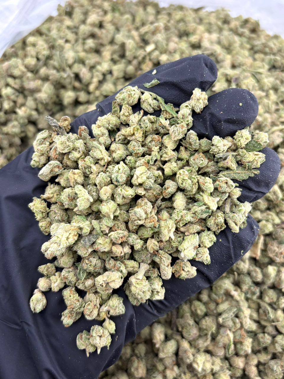 Sour Stardust (S)(28g)