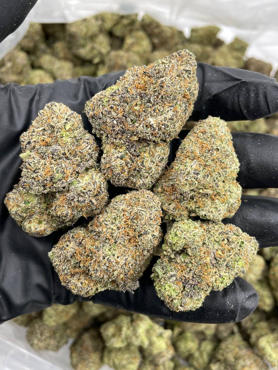 GMO Cookies (I)