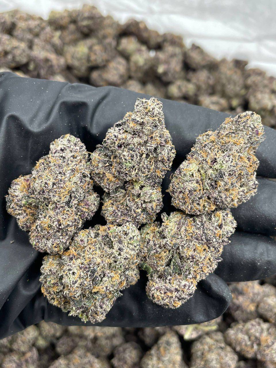 V12 Cherries (H)