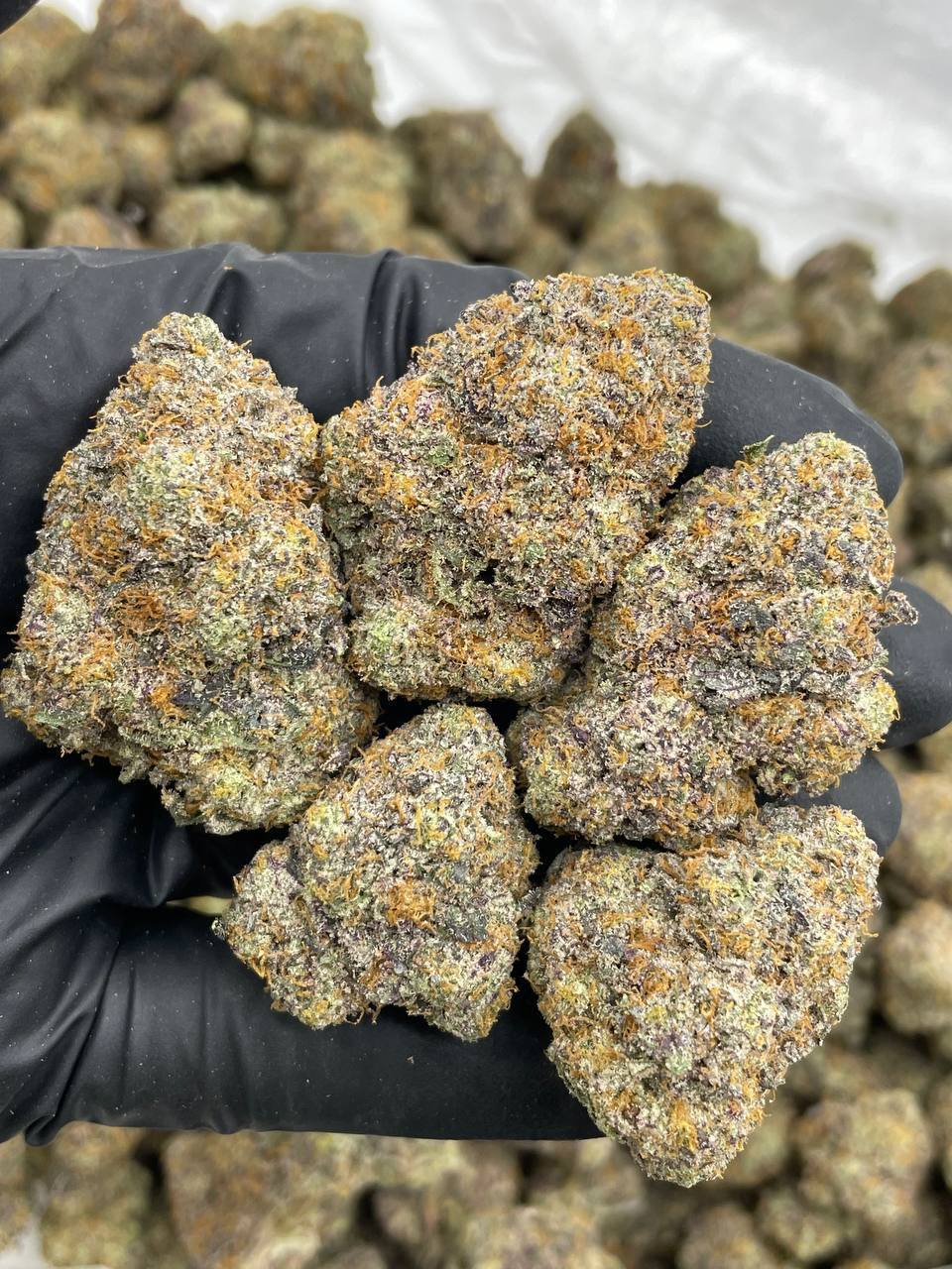 Rainbow Starburst (H)