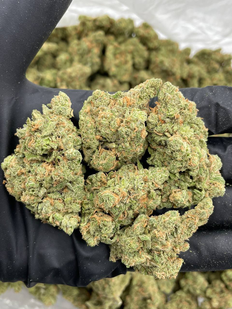 Northern Lights (I)