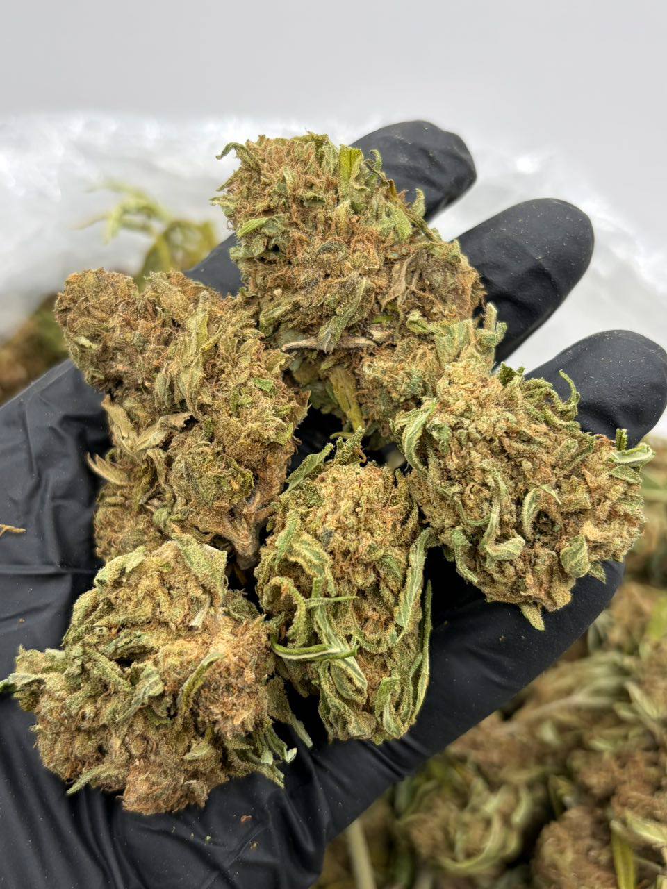 Jack Herer (S)