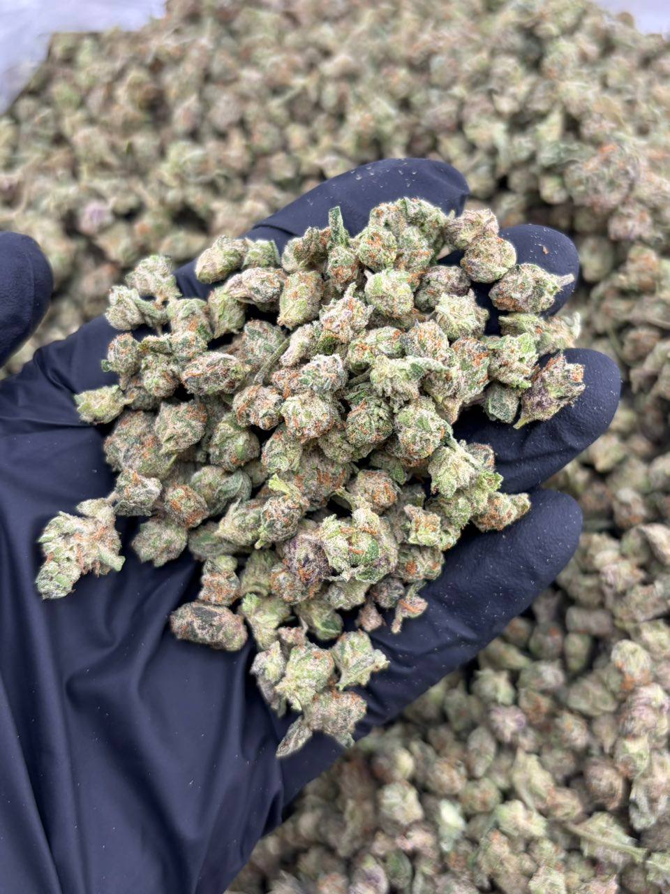 Tropical Fizz (I)(28g)