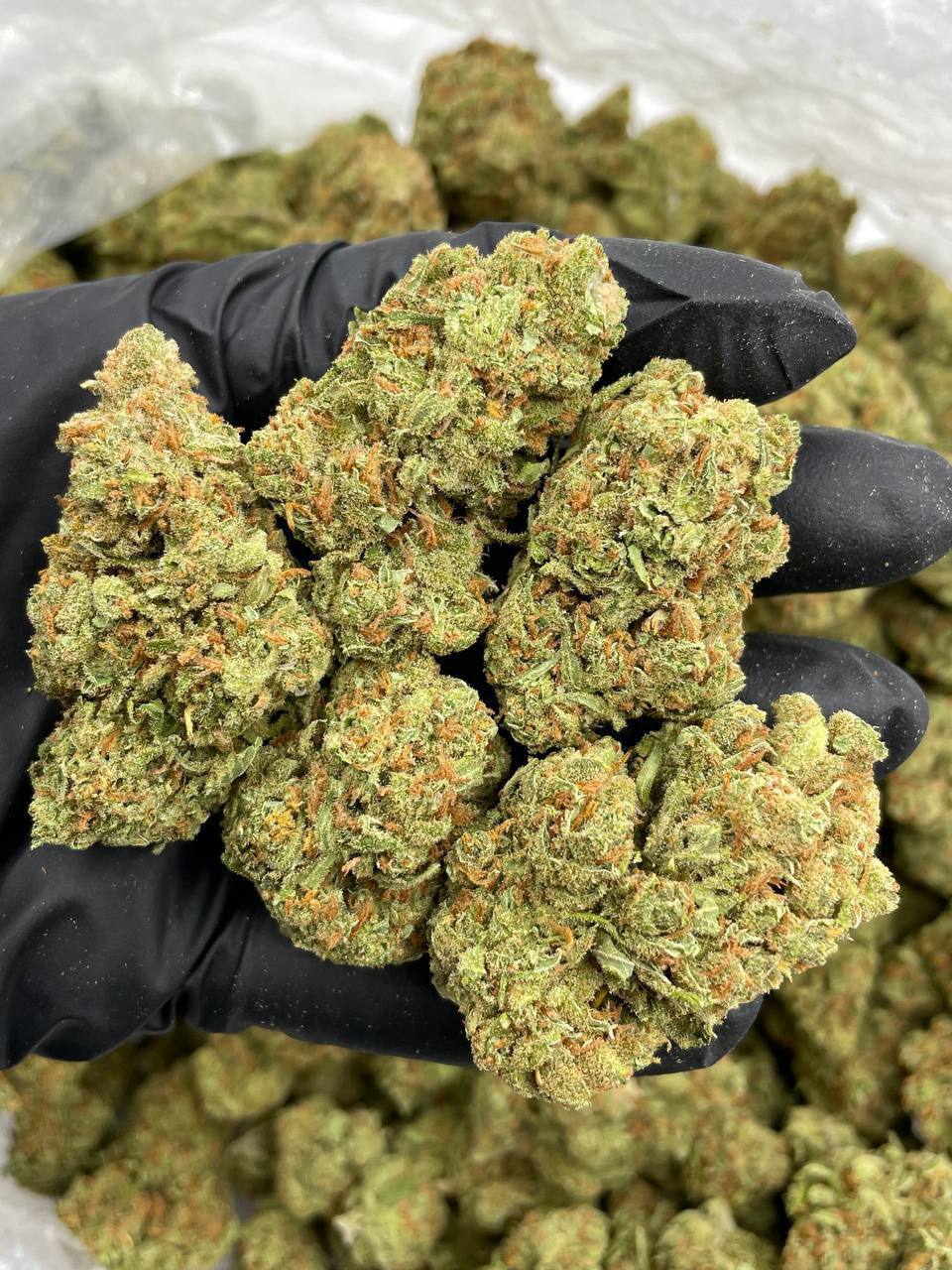 Blue Dream (S)